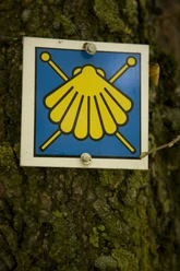 jakobsweg_muschel