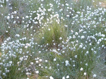 Wollgrasblüte im Hühnermoor Wiese mit dicht wachsendem Wollgras in voller Blüte, mit weißen, bauschigen Blütenköpfen.