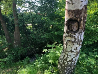 Schwarzbach an der Mühlenwiese, Werther (Westf.) Eine bemooste Baumrinde in einem Wald zeigt eine eingefasste Holzschnitzerei in Form einer Eule.
