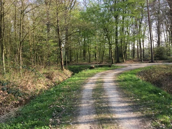 Radrundweg R19 Waldweg