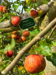 Streuobstfest in Opa Ernys Garten.jpg