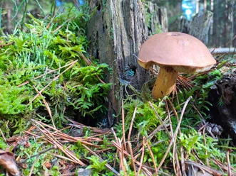 Foto Wichtel.jpg Brauner Pilz zwischen Moos, Nadeln und morschem Holz im Wald.