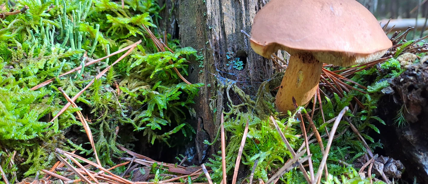 Foto Wichtel.jpg Brauner Pilz zwischen Moos, Nadeln und morschem Holz im Wald.