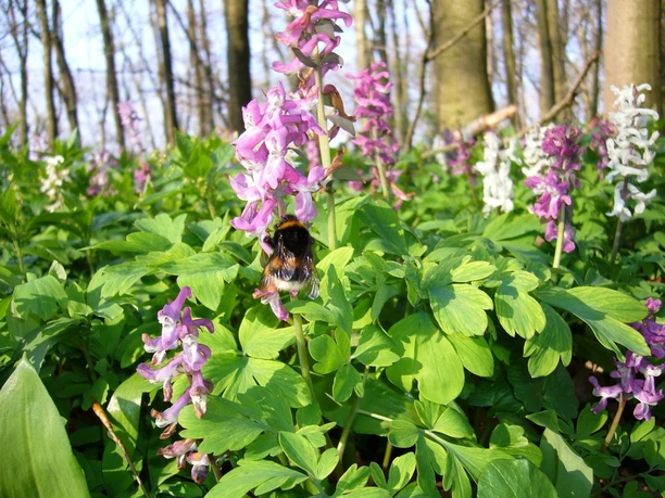 Lerchensporn Bunte Lerchensporn-Blüten ragen aus saftigem Laub hervor, mit einer Hummel in einem lichten Wald.