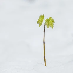 Erster Sprössling