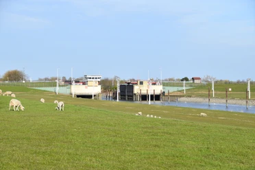 Krückausperrwerk mit Schafen auf dem Deich