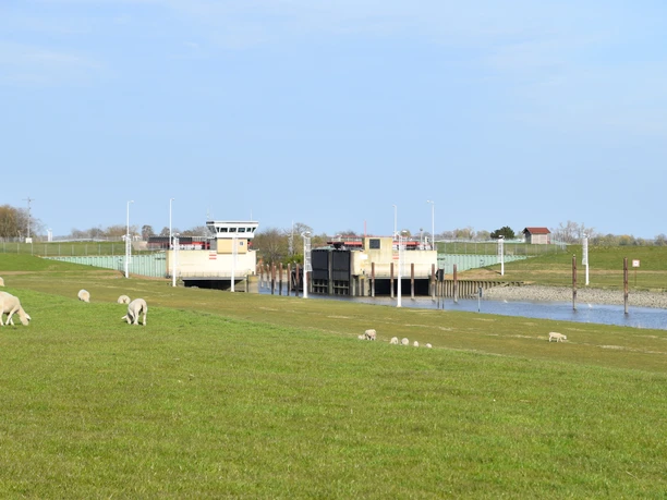 Krückausperrwerk mit Schafen auf dem Deich