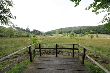 Moorpfad Grasellenbach