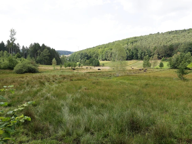 Grasellenbach_030725_31.JPG Grasellenbach_030725_31.JPG