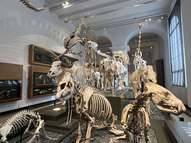 Hessisches Landesmuseum Darmstadt, Skelettherde Hessisches Landesmuseum Darmstadt, Skelettherde