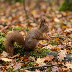 Eichhörnchen im Herbstwald_cc0.png