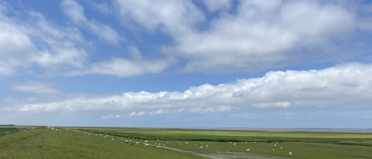 Deichgespräche.jpeg en grøn dæmning med hvide får under en lysblå, strålende himmel med hvide, bløde skyer