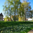 Frühlingshafte Landschaft mit blühenden Narzissen vor historischen Gebäuden und grünen Bäumen in Rinteln.