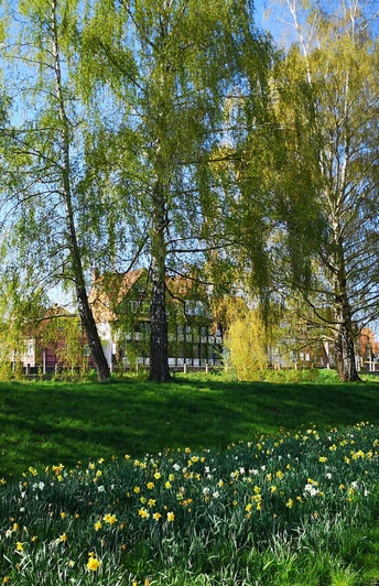 Rinteln Frühlingshafte Landschaft mit blühenden Narzissen vor historischen Gebäuden und grünen Bäumen in Rinteln.