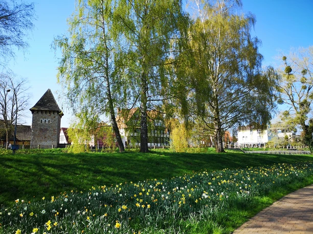 Rinteln Frühlingshafte Landschaft mit blühenden Narzissen vor historischen Gebäuden und grünen Bäumen in Rinteln.