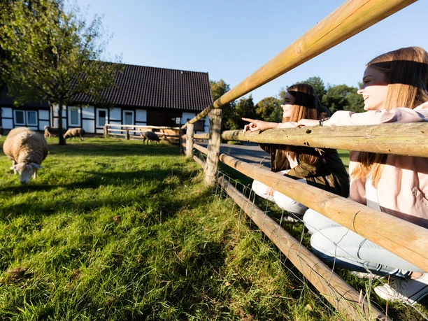 Zwei Mädchen sitzen lächelnd am Holzzaun des Museumshofs Rahden, umgeben von grasenden Schafen.