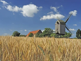 Bockwindmühle Neuenknick vor blauem Himmel, umgeben von goldenen Getreidefeldern und grünen Bäumen.