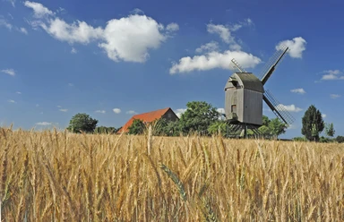 Bockwindmühle Neuenknick Bockwindmühle Neuenknick vor blauem Himmel, umgeben von goldenen Getreidefeldern und grünen Bäumen.
