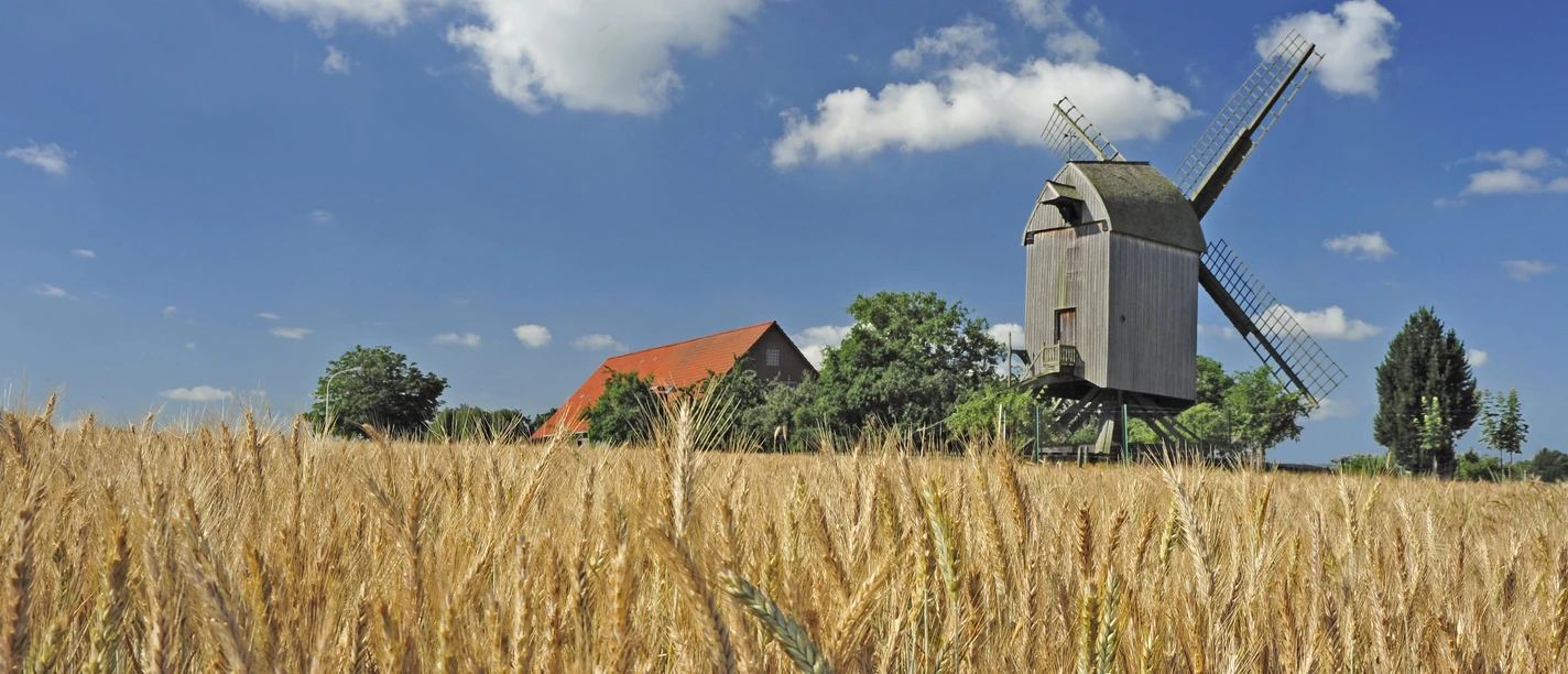 Bockwindmühle Neuenknick Bockwindmühle Neuenknick vor blauem Himmel, umgeben von goldenen Getreidefeldern und grünen Bäumen.
