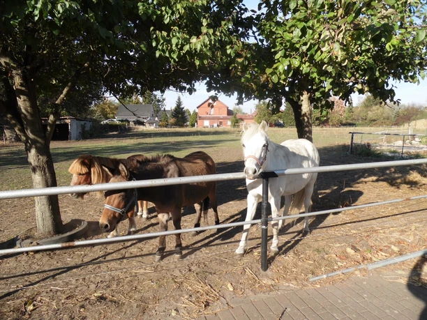 Ferienhof Meyer Hoftiere Drei Hoftiere stehen hinter einem Zaun auf einem sonnigen, baumbestandenen Bauernhofgelände.