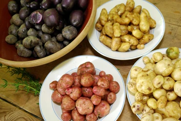Bunte Kartoffelvielfalt am Kiekeberg am 18.10.2026 - Bild FLMK.jpg