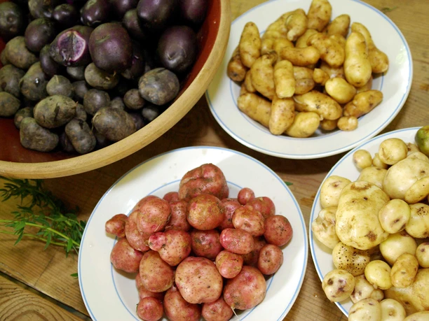 Bunte Kartoffelvielfalt am Kiekeberg am 18.10.2026 - Bild FLMK.jpg Bunte Kartoffelvielfalt am Kiekeberg am 18.10.2026 - Bild FLMK.jpg