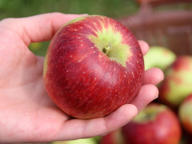 Apfel und Kartoffel kennen lernen am 18.10.26 im Freilichtmuseum am Kiekeberg - Bild FLMK.jpg Apfel und Kartoffel kennen lernen am 18.10.26 im Freilichtmuseum am Kiekeberg - Bild FLMK.jpg