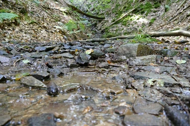 Bach Künstlerweg.JPG