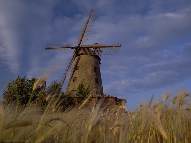 Historische Windmühle aus Backstein mit intaktem Flügelwerk, umgeben von reifem Getreidefeld.