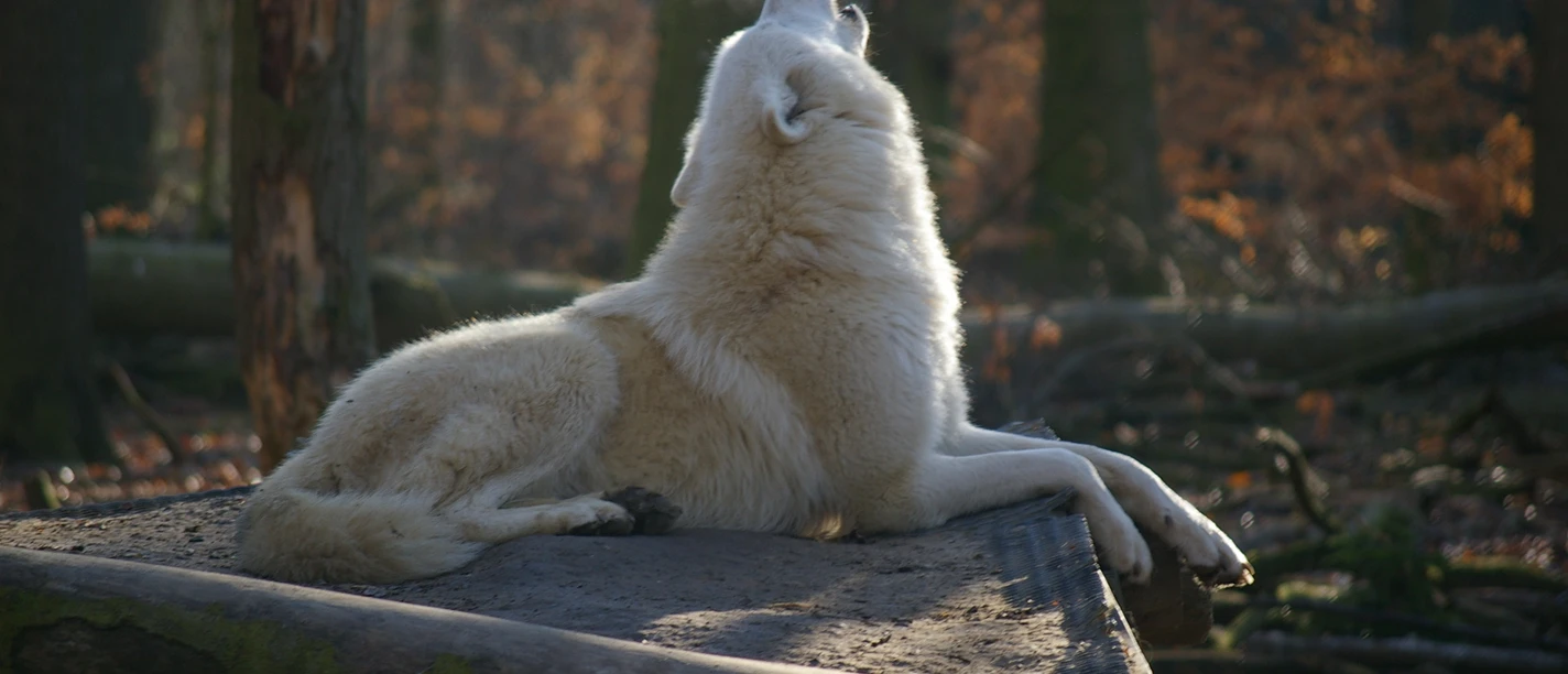 Polarwolf im Zoo Stralsund Polarwolf im Zoo Stralsund