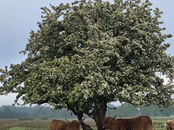 Holstein Tourismus Weißdorn Holstein Tourismus Weißdorn