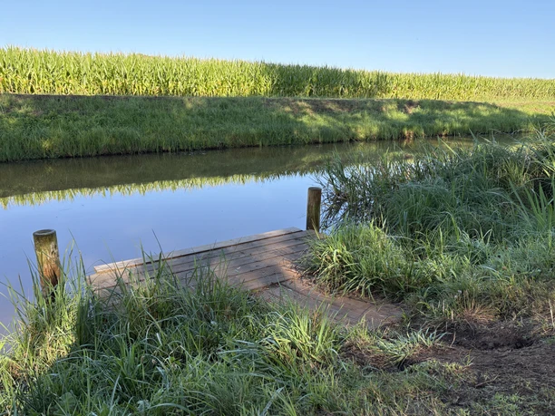 Kanueinsetzstelle_Mündung Wickriede (2).jpeg Holzsteg als Kanueinstieg an ruhigem Fluss, umgeben von Gras und Maisfeld.