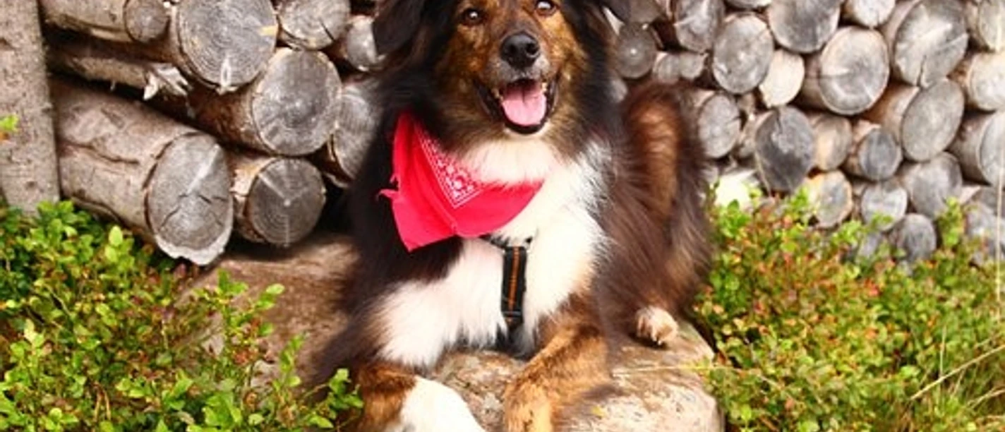 Hunde Kurs Reka Feriendorf Soerenberg Hunde Kurs Reka Feriendorf Soerenberg