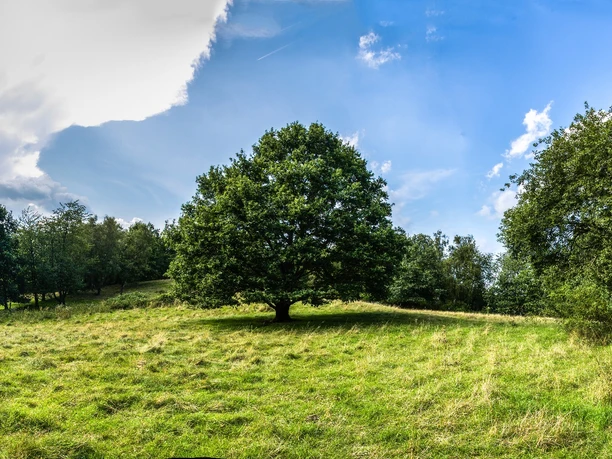 Gräberfeld auf dem Knickbrink Gräberfeld auf dem Knickbrink