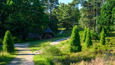 bispinger-heidepark-schafstall.jpg Schafstall am Heideweg im Bispinger Heidepark, umgeben von Wacholdern und Kiefern.