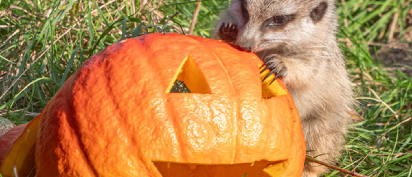 Erdmännchen mit Kürbis Erdmännchen knabbert an geschnitztem Halloween-Kürbis im Wingster Waldzoo.