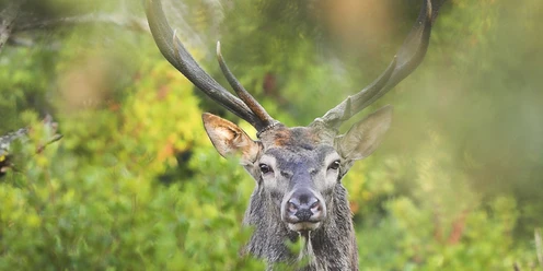 Skalliert Rothirsch Italien (c) R Isotti A Cambone Home Ambiens WWF