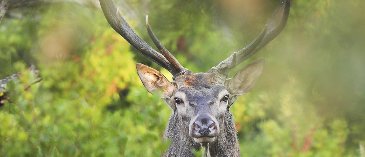 Skalliert Rothirsch Italien (c) R Isotti A Cambone Home Ambiens WWF Skalliert Rothirsch Italien (c) R Isotti A Cambone Home Ambiens WWF