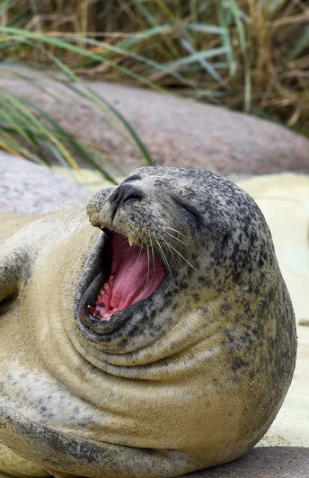 Seehund in der Seehundstation Friedrichskoog