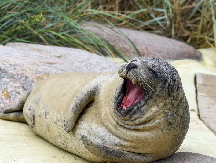 Seehund in der Seehundstation Friedrichskoog