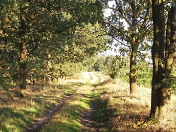 Schöne Waldwege rund um Oerel Schöne Waldwege rund um Oerel