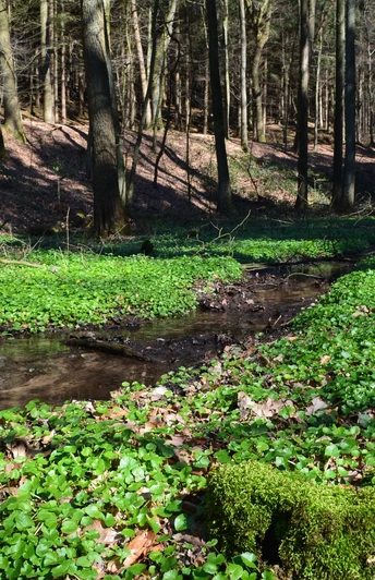 Ein klarer Wald mit Bäumen, von Sonnenlicht durchflutet, und einem kleinen, von Moos umgebenen Bach.