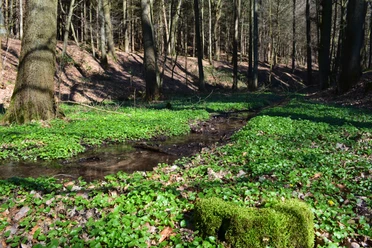 Entlang des Schierenweges Ein klarer Wald mit Bäumen, von Sonnenlicht durchflutet, und einem kleinen, von Moos umgebenen Bach.