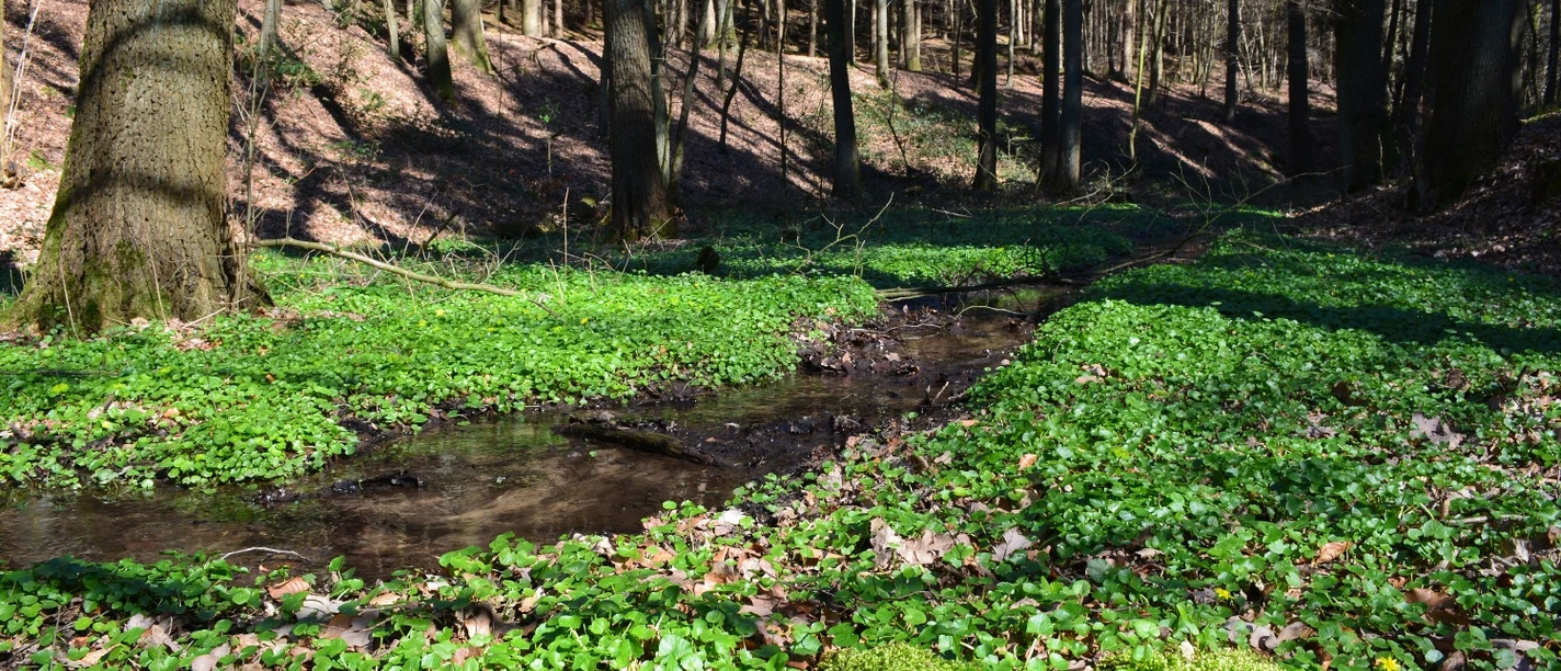 Entlang des Schierenweges Ein klarer Wald mit Bäumen, von Sonnenlicht durchflutet, und einem kleinen, von Moos umgebenen Bach.