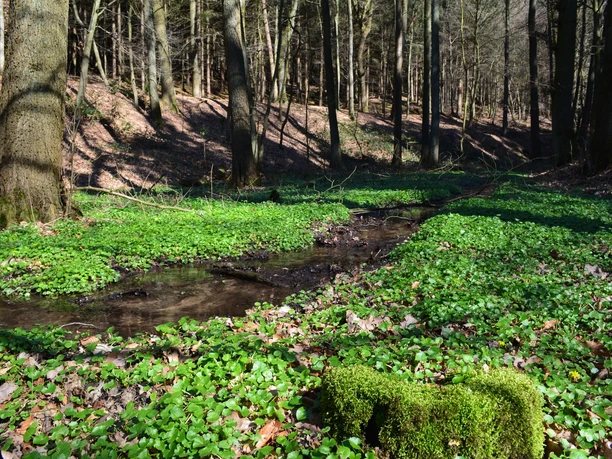 Entlang des Schierenweges Ein klarer Wald mit Bäumen, von Sonnenlicht durchflutet, und einem kleinen, von Moos umgebenen Bach.