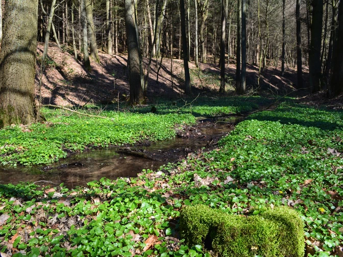 Entlang des Schierenweges Ein klarer Wald mit Bäumen, von Sonnenlicht durchflutet, und einem kleinen, von Moos umgebenen Bach.