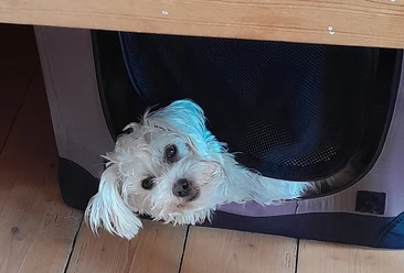Ella1.jpg