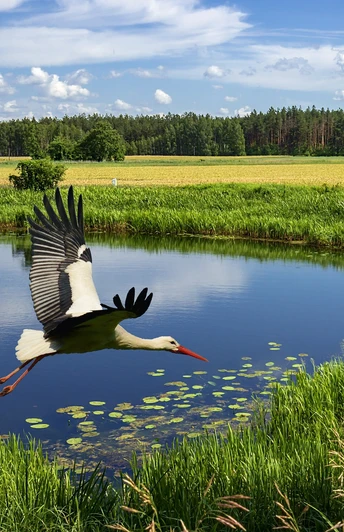 Storchen-Erlebnis-Route