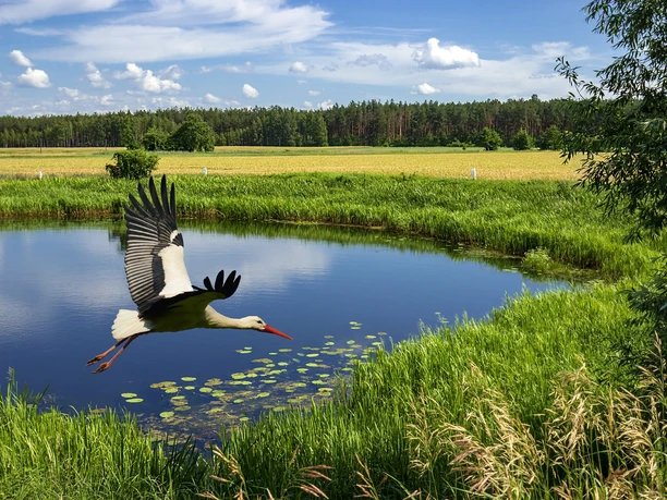 Storchen-Erlebnis-Route