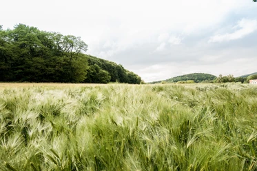 Weites, grünes Getreidefeld vor bewaldeten Hügeln unter bewölktem Himmel in einer ländlichen Landschaft.